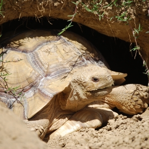 MONSTRO! Emerges From His Burrow!  May 12, 2015