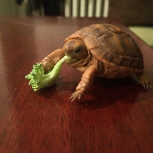 He loves his broccoli