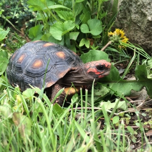 Professor Sweet Potato exploring