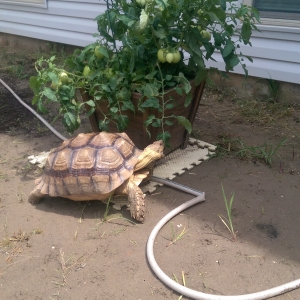 Naughty tortoise