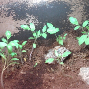 Tomato sprouts