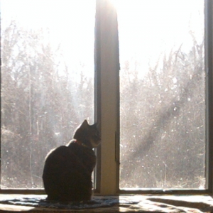 Kitty in the window!