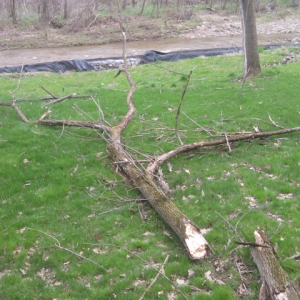 Tree that whoopsy fell down!
