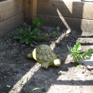 New Tortoise Sculpture