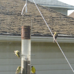 The Neighborhood Goldfinches
