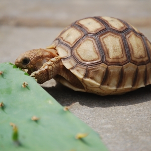 A couple of the 8s munch on some new growth 'Old Mexico' leaves