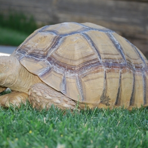 MONSTRO! manicuring the lawn for me :) 6.15.2015