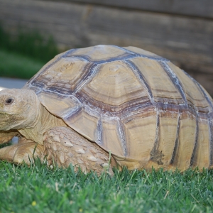 MONSTRO! manicuring the lawn for me :) 6.15.2015