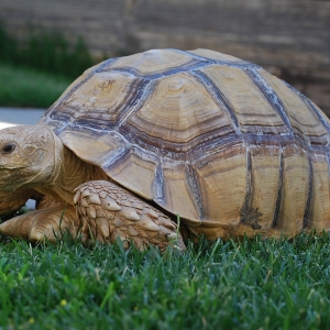 MONSTRO! manicuring the lawn for me :) 6.15.2015