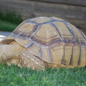 MONSTRO! manicuring the lawn for me :) 6.15.2015