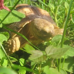 Oh, delicious petunia