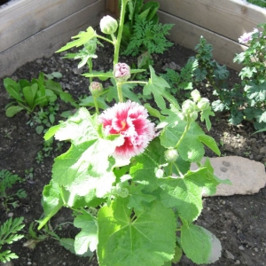 Hollyhock