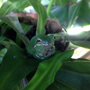 Tree frog in the greenhouse on pitcher plant