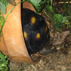 Kiki still sleeps in his baby crib- a flower pot