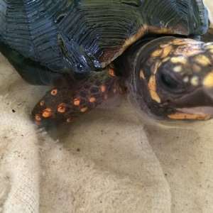 Bump loves a nice warm soak!