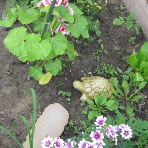 Hollyhock and Malva