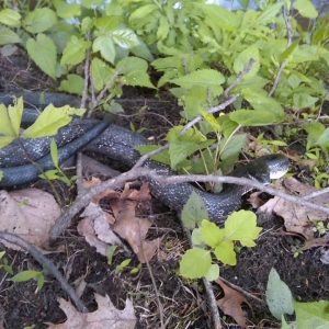 black rat snake