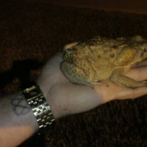 cane toad