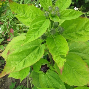 Hibiscus moscheutos about to Bloom!