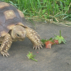 STRAWBERRY GREENS AND BITS!