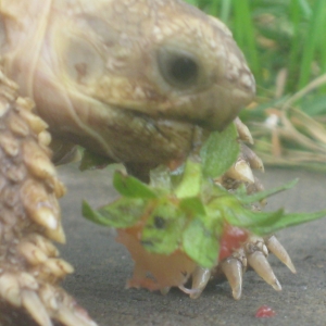 STRAWBERRY GREENS AND BITS!