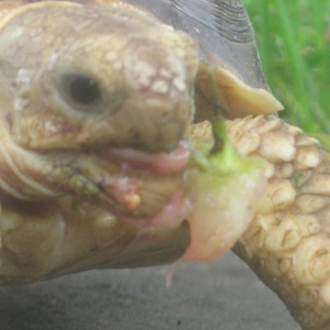 STRAWBERRY GREENS AND BITS!