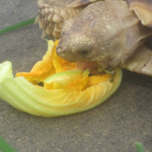 First squash flower ever!