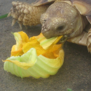 First squash flower ever!