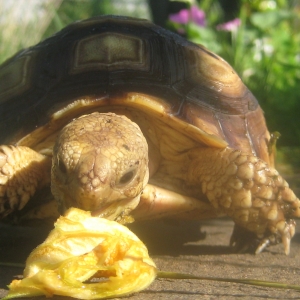 Squash flower