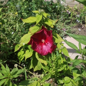 First Hibiscus Bloom