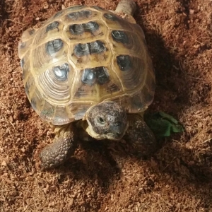 Can anyone tell me what kind of tortoise this is?