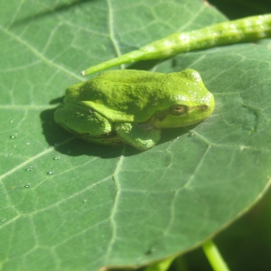 New garden pal