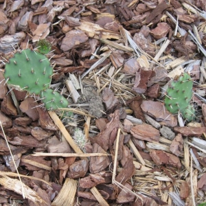 Opuntia Cactus Is Growing