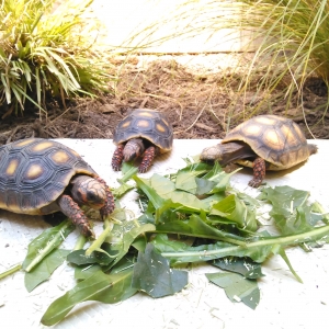 forest torts