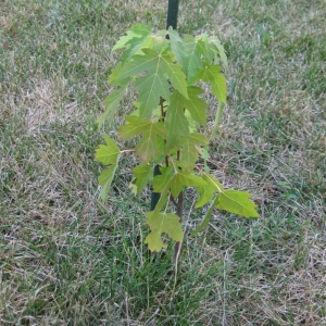 Our Maple Tree Lives!