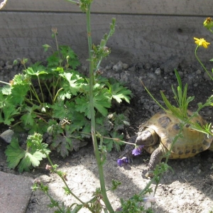 Nom nom, Geranium!