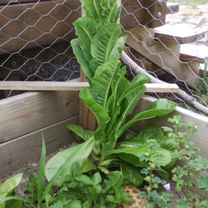 Lettuce Plant Dwarfs Steve