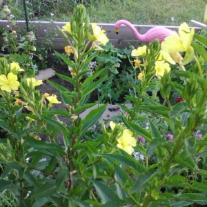 Evening Primrose Flowers Open