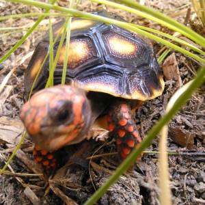 redfoot tortie!!