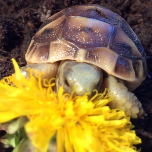 Benny and a dandelion