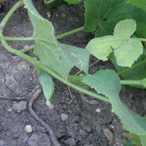 Cucumbers in the Tortoise Garden!