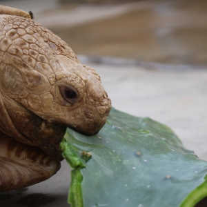 MONSTRO! Tackles a cactus pad!  9.10.2015