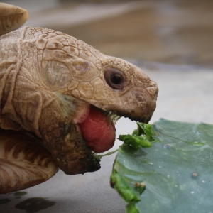 MONSTRO! Tackles a cactus pad!  9.10.2015