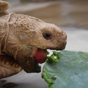 MONSTRO! Tackles a cactus pad!  9.10.2015