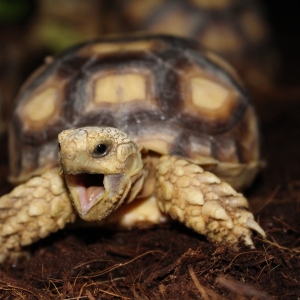 2 of the 8s yawning in their chamber!