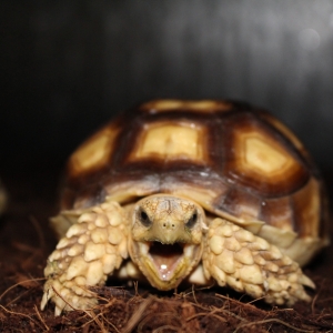 2 of the 8s yawning in their chamber!