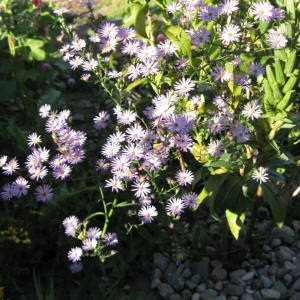Native Asters Finally Bloom