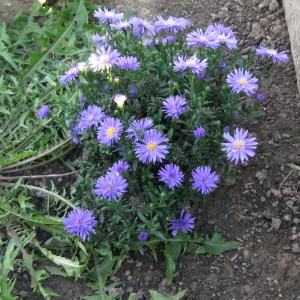 More Aster Blooms!