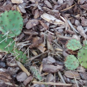 Opuntia's Growing!