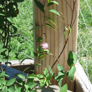 A Spirea Bloom